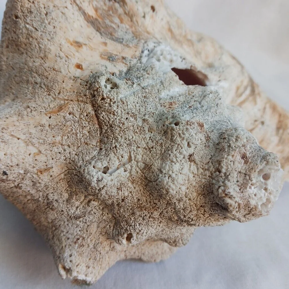 Vintage CONCH Large Natural Seashell CORALIZED WEATHERED BEACHCORE HEAVY FOSSIL